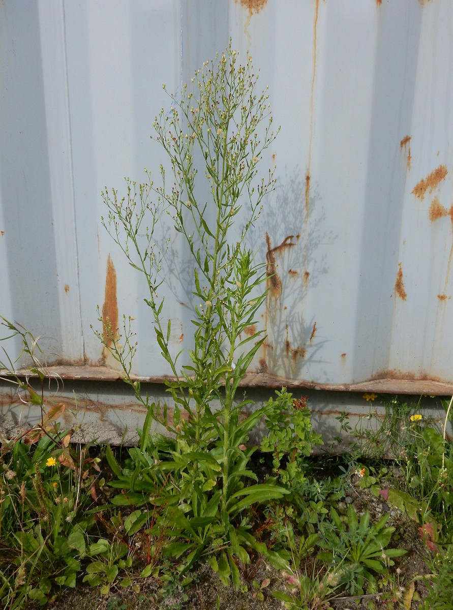 Erigeron floribundus